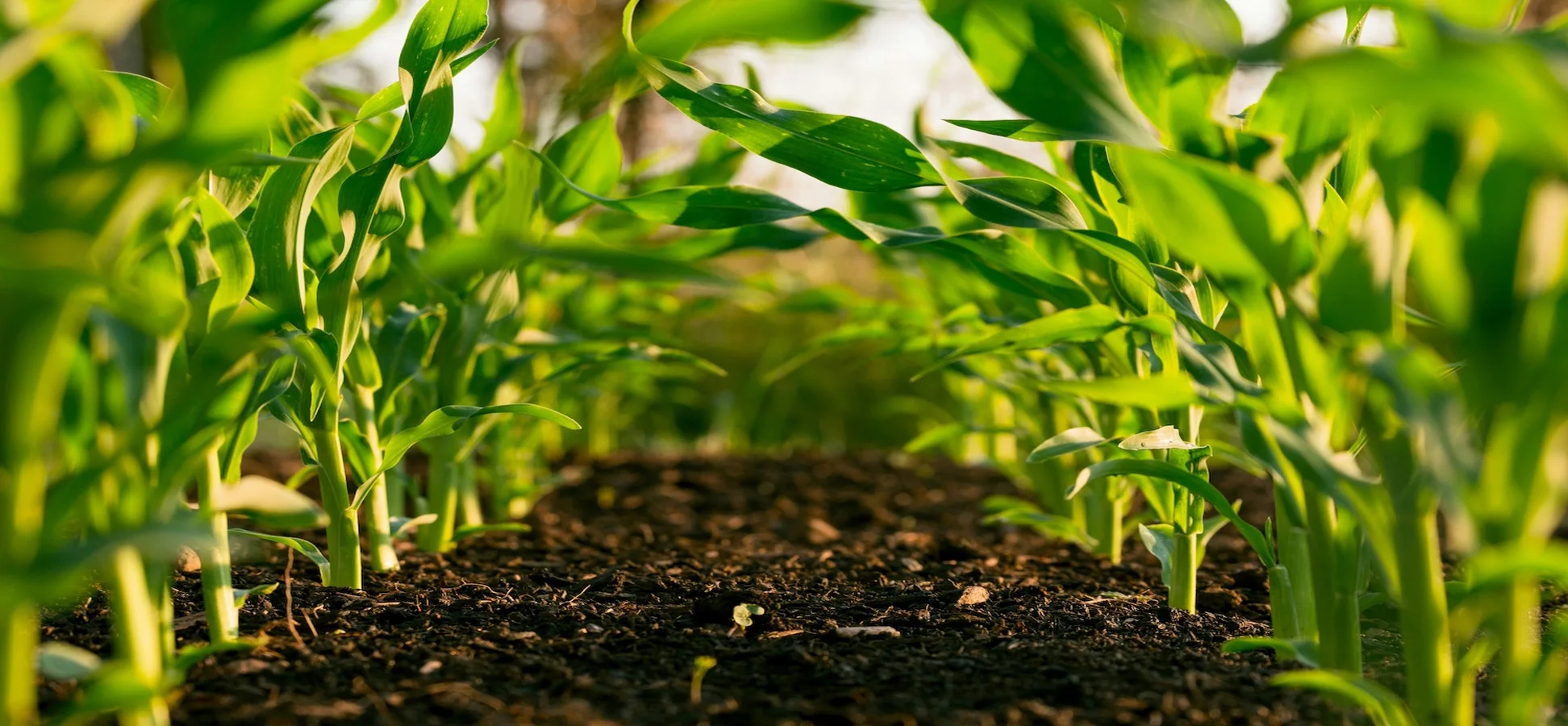 Agricultural Services image