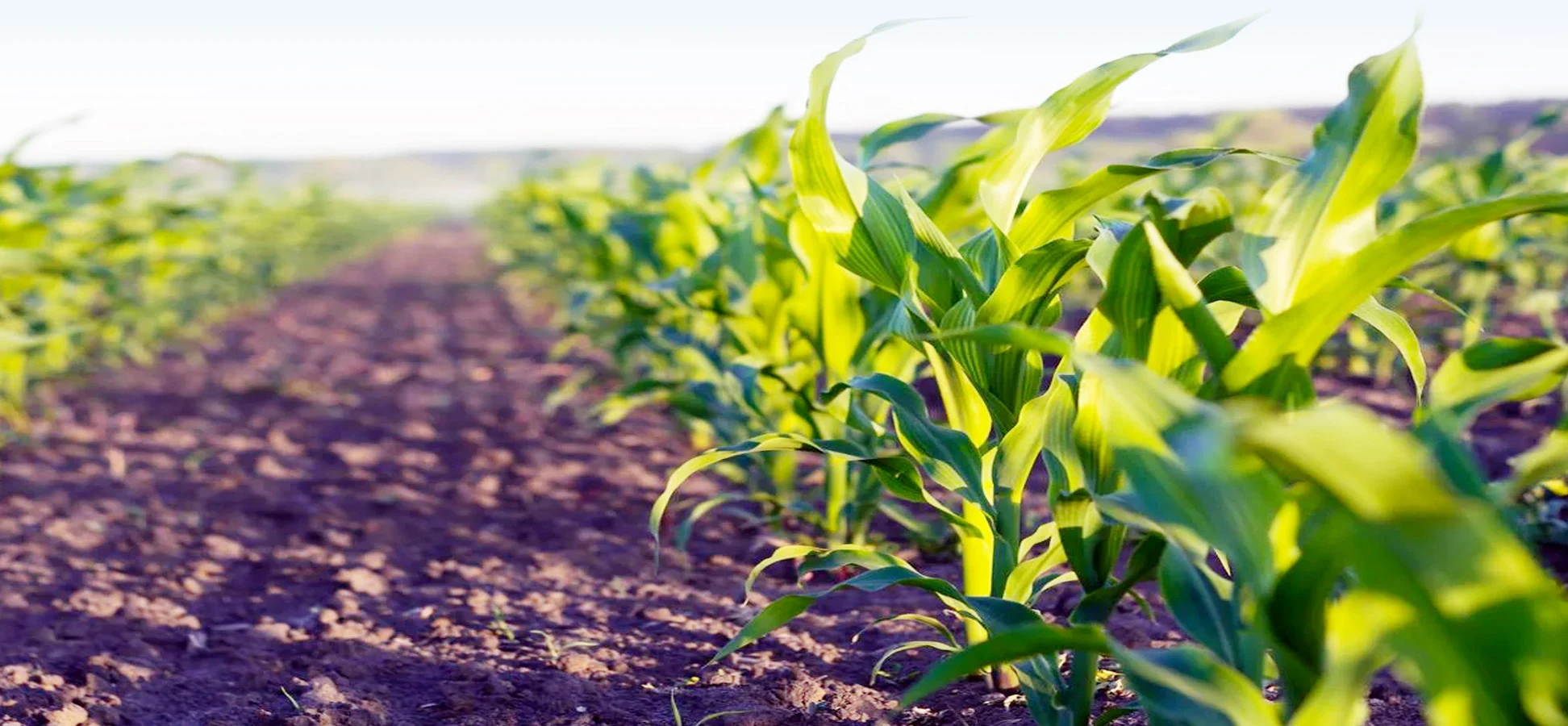 Agricultural Services image